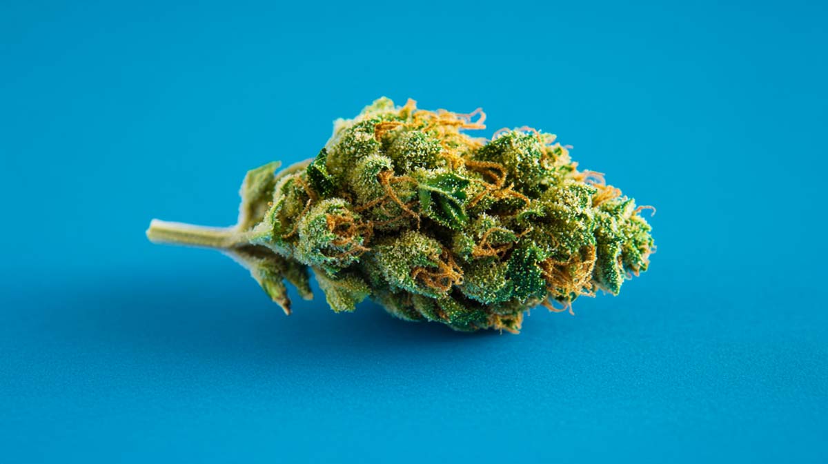 Critical Orange Punch