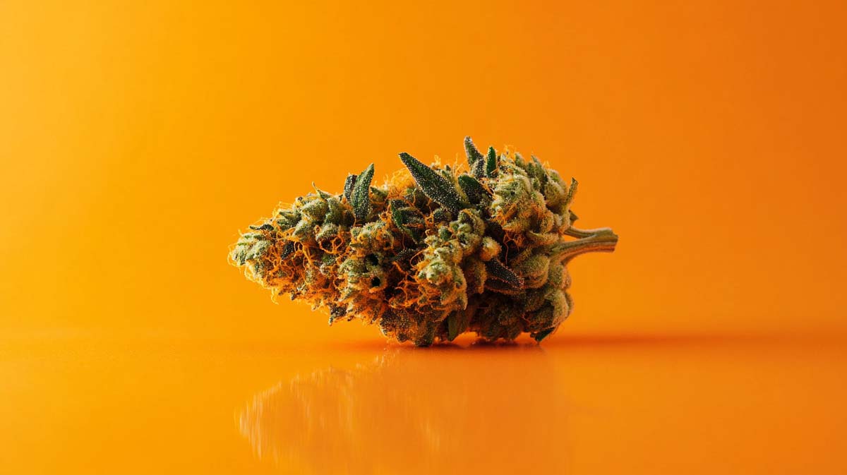 Peyote Critical