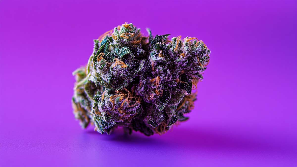 Amnesia Kush X Sherbet Sockher