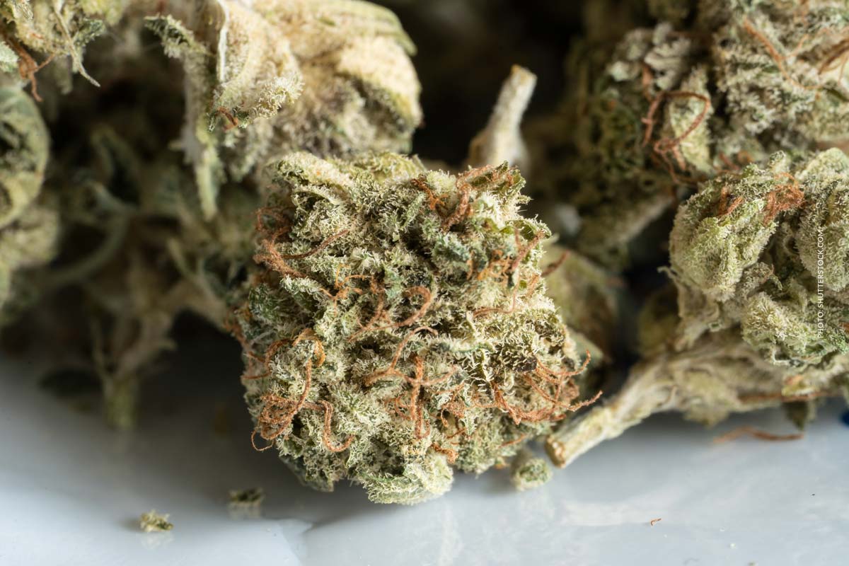 cannabis-sorte-blute-bud-blute-tisch-shop-thc-aroma-mix