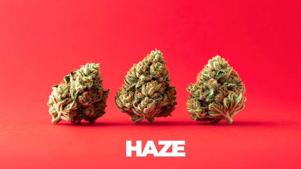 haze-sorten-topliste-namen-wirkung-story-infografik-3-strains-blueten
