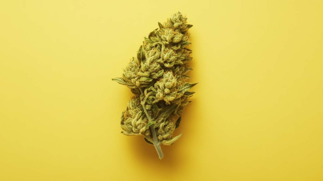 cannabis-sorte-hanf-weed-wiki-durban-poison